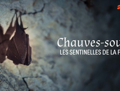 Chauves-souris, les sentinelles de la forêt